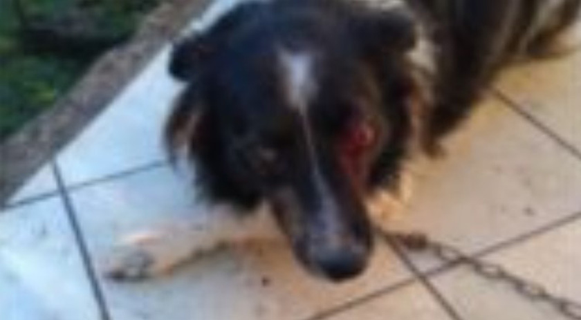 Idoso é preso após dar facada em olho de cachorro em SC