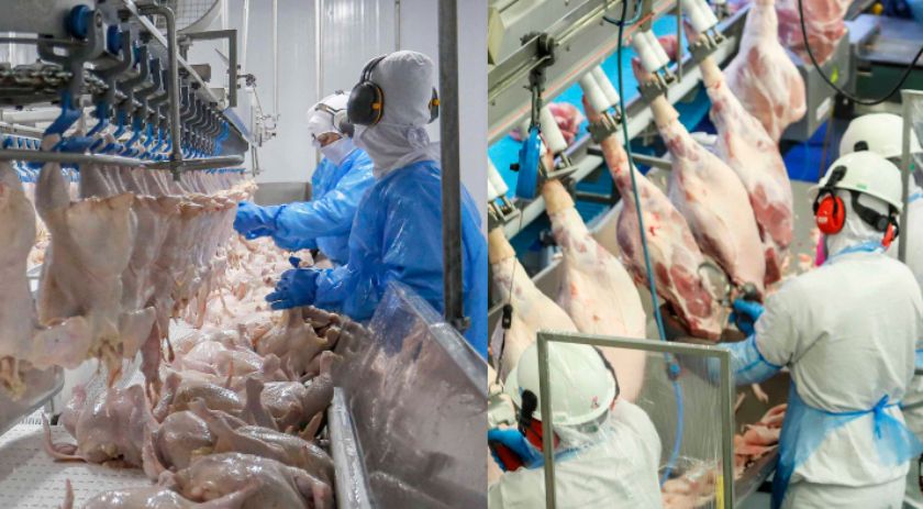 Paraná liderou produção nacional de frangos em 2022; indústria de suínos também cresceu