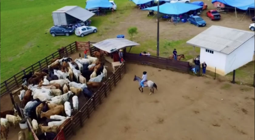 Bebê de 3 meses é internado após ser pisoteado por boi em rodeio no Paraná