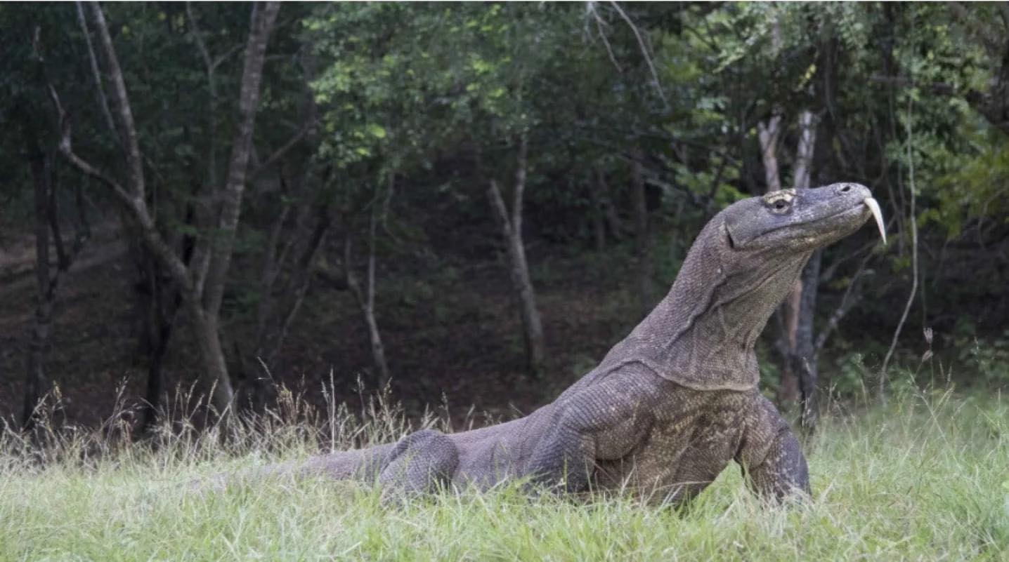Morador encontra dragão em sua residência