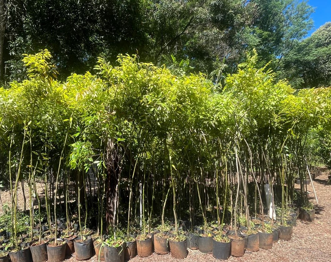 Meio Ambiente recebe mudas da COPEL para arborização urbana