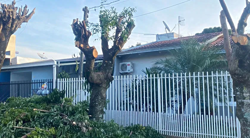 Prefeitura esclarece a forma correta para a poda de árvores