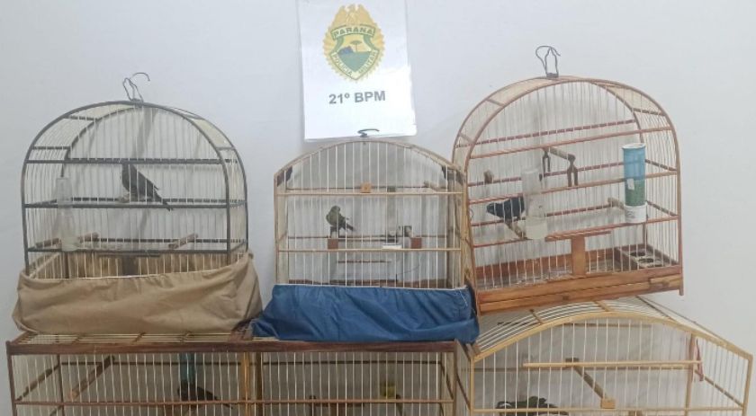 Homem é preso em flagrante por tráfico de drogas e manutenção de pássaros silvestres em Dois Vizinhos