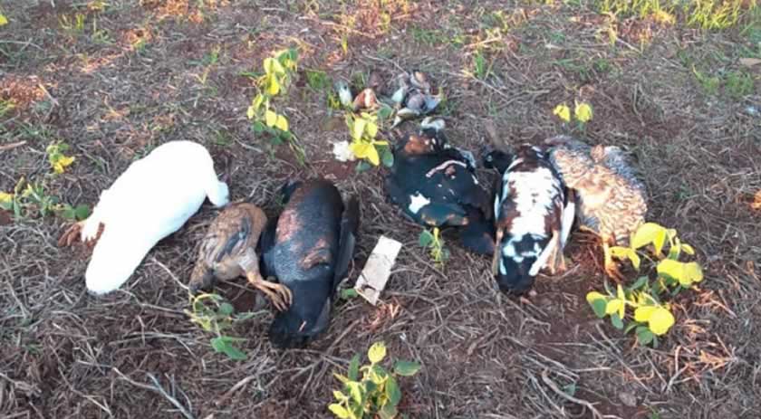 Animais são encontrados mortos em lavoura no interior