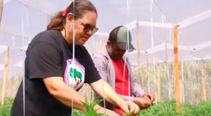 Produtores de orgânicos do Paraná serão premiados por boas práticas no campo