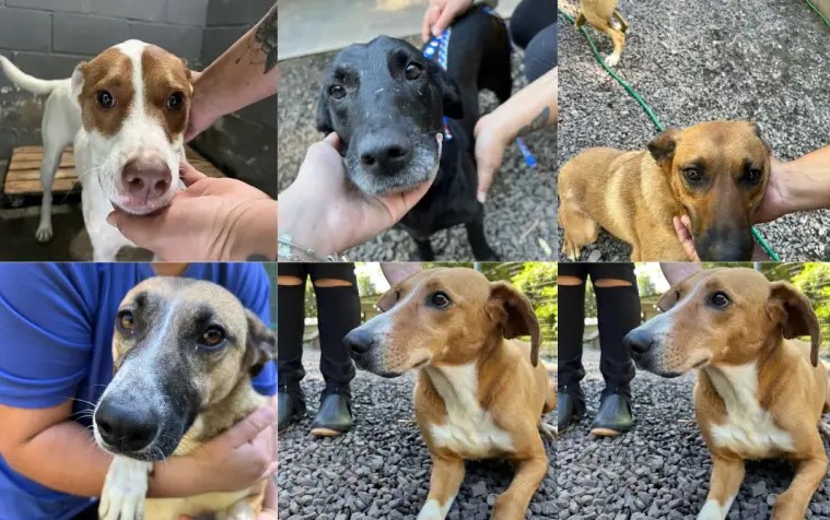Campanha busca dar “match” entre cães e novos tutores 