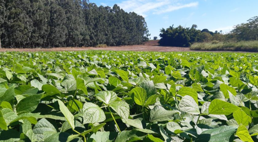 IDR-Paraná lança nesta terça-feira nova cultivar de feijão em Pato Branco