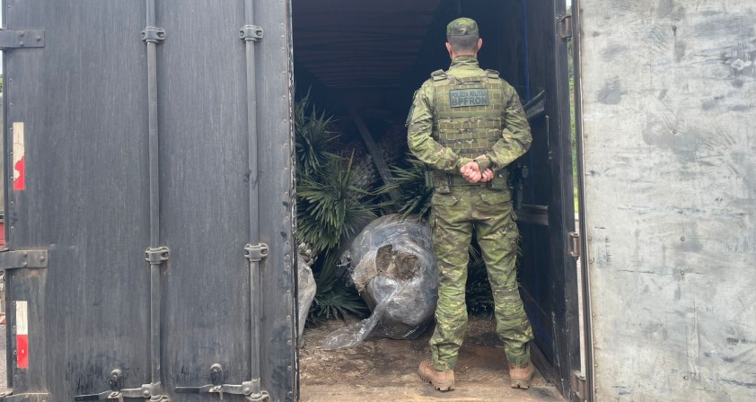 BPFRON apreende carreta com carga ilegal de palmeiras tamareiras