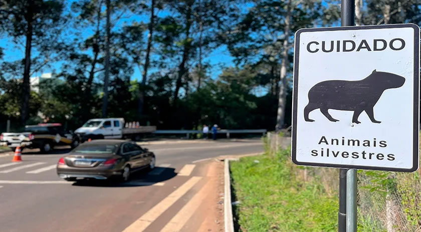 Sinalização alerta para animais no meio urbano