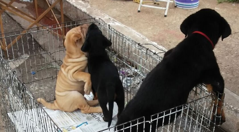 Projeto aprovado pelos vereadores proíbe feiras de venda de animais domésticos