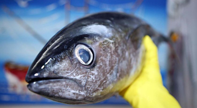 Saúde orienta sobre cuidados ao escolher o pescado neste período de maior consumo
