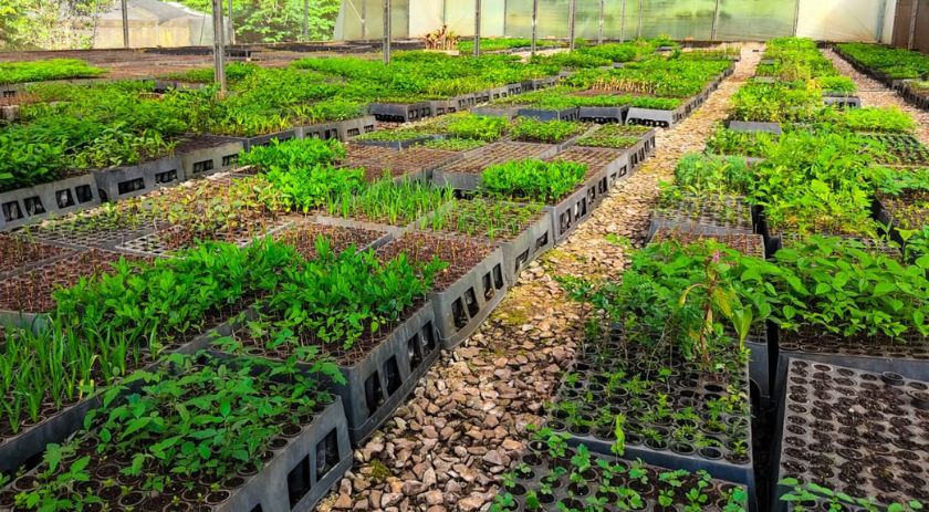 Viveiro Municipal disponibiliza mudas nativas e frutíferas