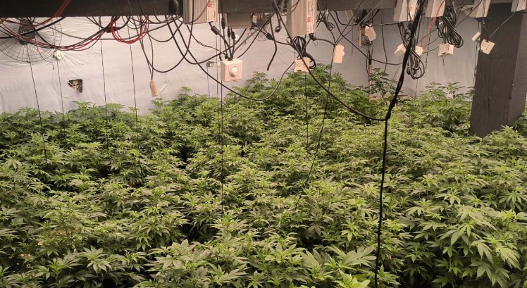 PMPR encontra 430 pés de maconha em quatro estufas em Maringá