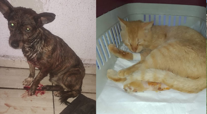 Animais são vítimas de tiros de espingarda de pressão