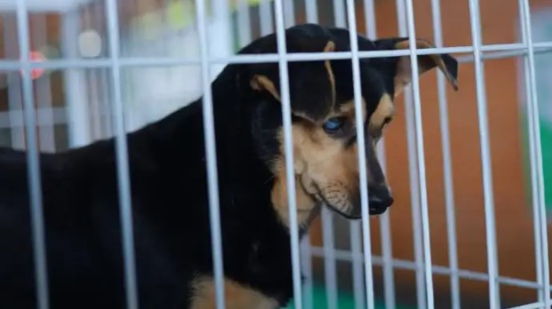 Feira de adoção na Expopato encontra lar para 96 animais