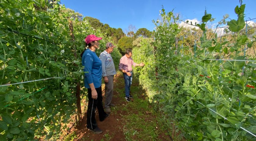 Oleicultura gera renda para produtores do Proder