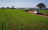 Clima favorece avanço do plantio de trigo no Brasil