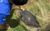 Peixe gigante é resgatado após ser encontrado com linha presa ao corpo em lago