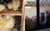 MP busca na Justiça retirada urgente de cerca de 400 gatos de apartamento no Oeste de SC