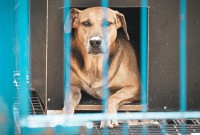 Projeto “Lei Orelha” é aprovado na Alesc com multas mais severas para maus-tratos contra animais