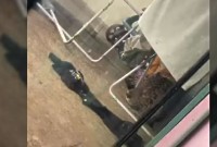 Onça-pintada é encontrada escondida em quintal de casa em Foz do Iguaçu