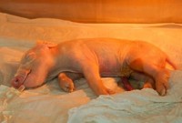 Brasil cria 1º porco clonado da América Latina para fornecer órgãos ao SUS