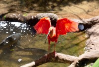 Estado abre inscrições para OSCs integrarem conselho de proteção à fauna nativa