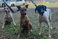 CastraPet Paraná inicia agenda de fevereiro e atende 42 municípios em todo o Estado