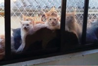 Resgate de mais de 400 gatos em Concórdia pode custar até R$ 500 mil ao município
