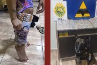 Coladas nas canelas: cão farejador descobre mulheres contrabandeando mais de mil ampolas de canetas emagrecedoras em ônibus