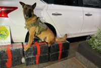 Polícia apreende 193 kg de maconha após perseguição; motorista é preso 