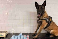 K9 Becky auxilia em apreensão de haxixe, no Paraná