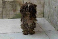 80 animais são resgatados em situação de maus-tratos no Paraná