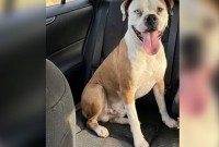 Golpista usa IA para simular cachorra perdida e engana família no Paraná