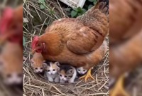 Galinha conquista a internet ao “adotar” cinco filhotes de gato em sítio