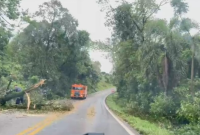 Temporal deixa árvores e galhos sobre a BR-163 entre Barracão e Santo Antônio do Sudoeste
