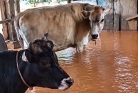 Fortes chuvas alagam currais e deixam vacas e bezerros em meio à água