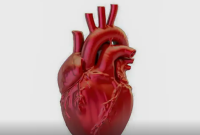 Brasil registra uma morte por doença cardiovascular a cada 72 segundos
