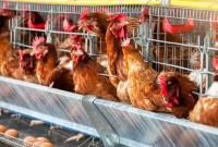 Cinco países suspendem importação de produtos avícolas do Brasil após caso de Newcastle no Oeste de SC