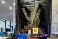 Polícia apreende caminhão com oliveiras centenárias contrabandeadas