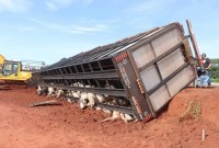 Carreta com carga de bois tomba em trecho em obras na BR-163 e deixa 10 animais mortos