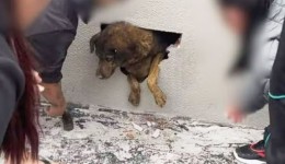 Cadela desaparecida há dez dias é encontrada dentro de parede concretada em obra