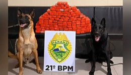 ROTAM apreende mais de 77 quilos de maconha em transportadora