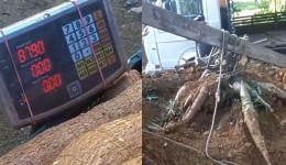 Família organiza 'força-tarefa' para colher pé de mandioca gigante de 84 kg em SC: 'Não tinha noção'