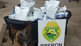 PM prende mulher e apreende 94 kg de agrotóxicos em ação conjunta 