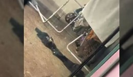 Onça-pintada é encontrada escondida em quintal de casa em Foz do Iguaçu