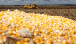 Milho chega ao fim do ano como principal aposta do produtor paranaense, aponta Deral