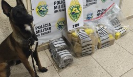 Polícia Militar apreende mais de 30 quilos de maconha
