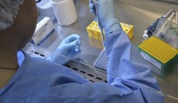 Vacina brasileira contra gripe aviária começa a ser testada em humanos