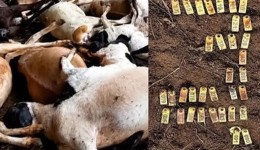Onça mata 35 ovelhas em propriedade rural no Oeste do Paraná